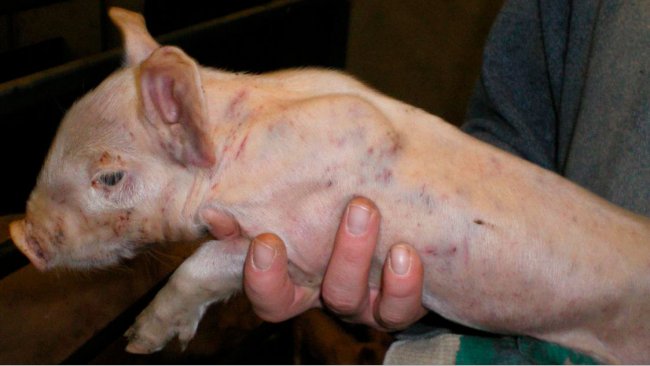 Figure 3. Fighting marks and widespread sub-epithelial haemorrhages in a 7 day old piglet
