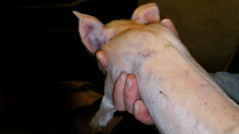 Figure 5. Fighting marks and widespread sub-epithelial haemorrhages in a 7 day old piglet.
