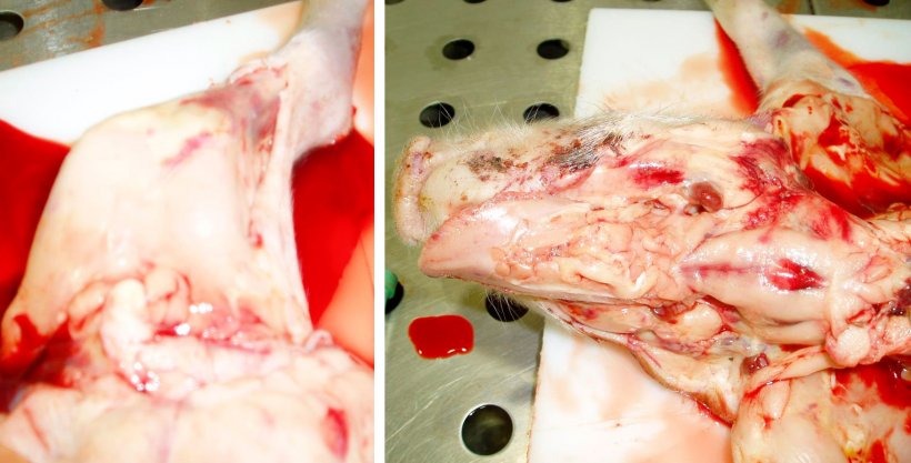 Figure 8. Pale carcase and sub-epithelial haemorrhages in the left hind leg. Note the thin and watery blood on the table.

Figure 9. Pale carcase with haemorrhagic lymph nodes and sub-epithelial haemorrhages. Note the thin and watery blood on the carcase.
