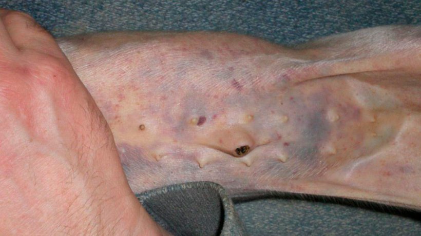 Figure 4. Widespread sub-epithelial haemorrhages and petechiation in a 7 day old piglet.
