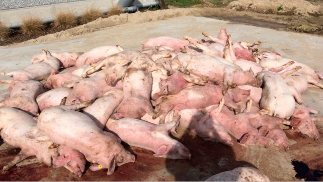 Figure 3: First image when arriving at the herd: stack of dead pigs, in front of the stable. Striking are the discoloration of the extremities.