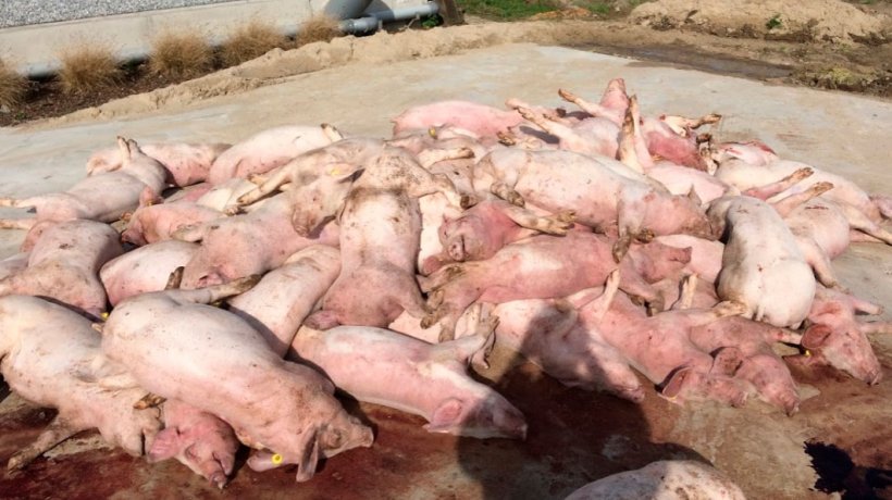 Figure 3: First image when arriving at the herd: stack of dead pigs, in front of the stable. Striking are the discoloration of the extremities.

