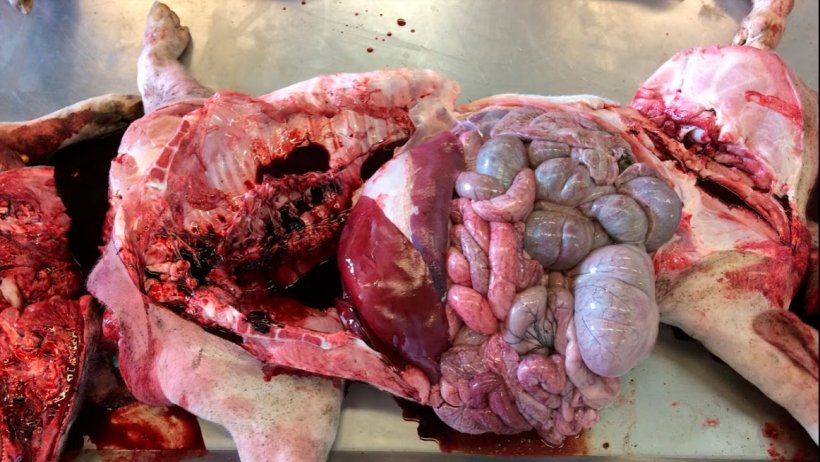 亚硝酸盐中毒引起的急性死亡 - 文章 - pig333.cn, 世界猪业之窗