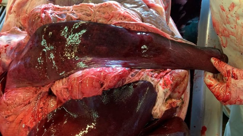 亚硝酸盐中毒引起的急性死亡