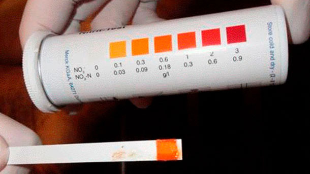 Figure 5: Strip with nitrite test field, indicating nitrite poisoning.
