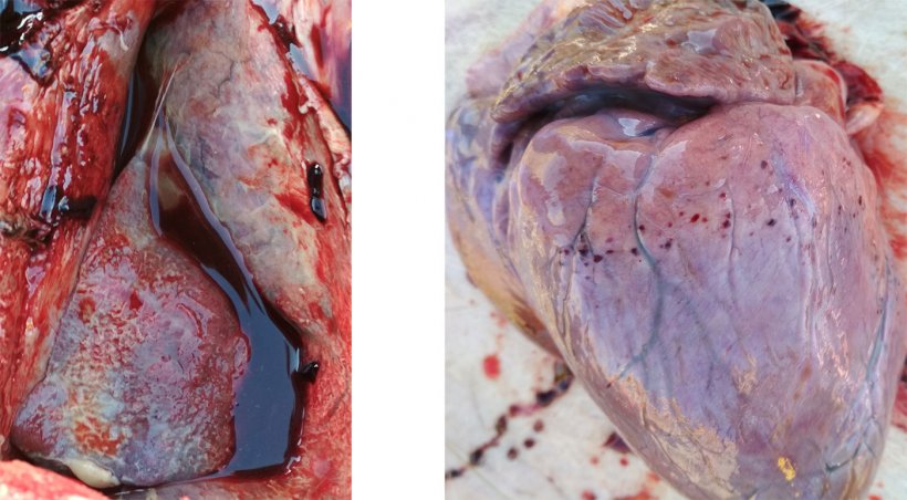 Fig 3-4: Presence of fibrinous pleurisy and pericarditis (left). Petechial hemorrhage on heart (right).
