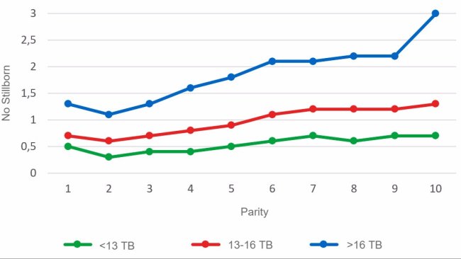 Graph 3: Average number of stillborn piglets according to parity for litters of less than 13, between 13 and 16 or more than 16 Total Born piglets. Analysis of 93.896 farrowings from hyperprolific sows recorded from October 14 to September 16
