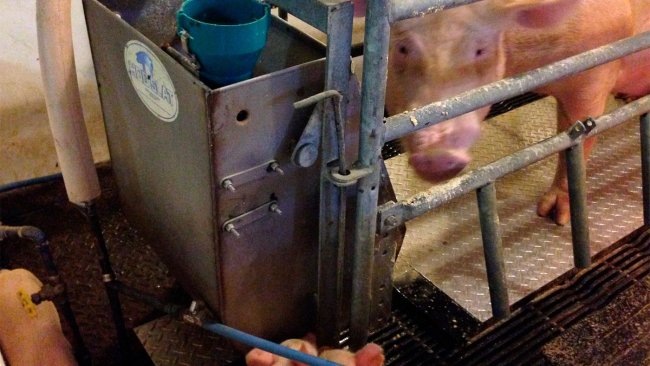 Figure 2 – Purdue prototype hog cooling pad being tested in farrowing house.