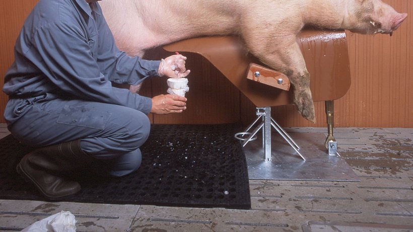 猪流行性腹泻病毒是通过精液传播的吗 文章 Pig333 Cn 世界猪业之窗 猪流行性腹泻病毒是通过精液传播的吗 文章 Pig333 Cn 世界猪业之窗