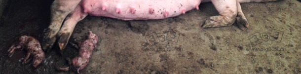 图:群养大栏内母猪早产