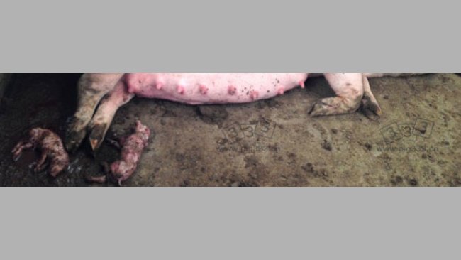 图:群养大栏内母猪早产