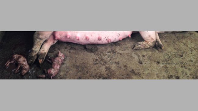 图：群养大栏内母猪早产