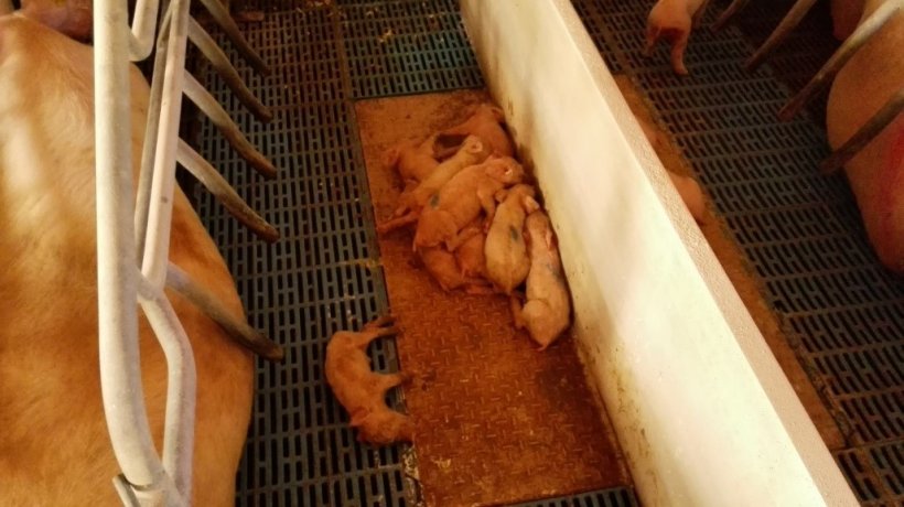 Photo 1: Gilt litter with strong diarrhoea&nbsp;in the first days of life
