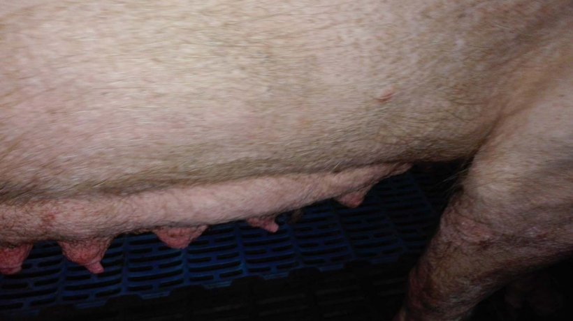 Photo 2: Mammary gland&nbsp;involution in the first stages&nbsp;of lactation.&nbsp;
