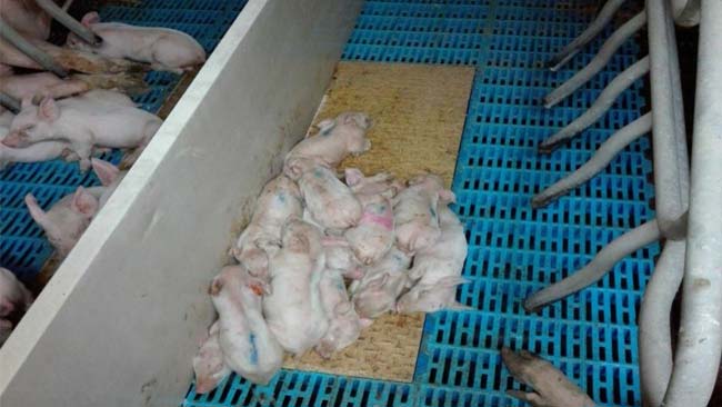 Photo 3: Piglets recovering from the enteric process caused by rotavirus and bacterial complications, after antibiotic treatment.
