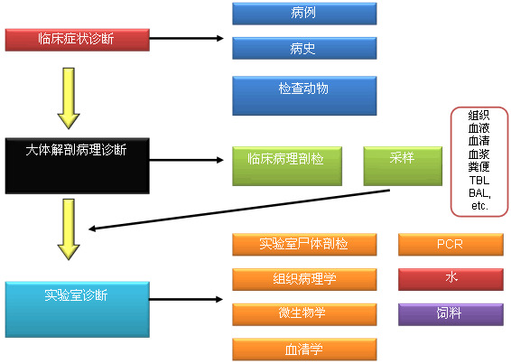General diagram of the diagnosis process