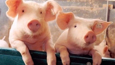 Pig333wechat