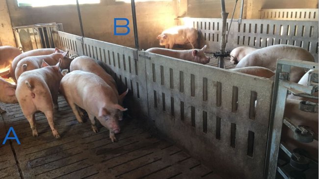 Photo 2. Pen for training the gilts to enter and exit the feeding station. Side A only has drinkers, and the feeding troughs are in area B. To encourage the sows to go from one side to the other, the feed is placed in one side (B), and in side A there is only water.