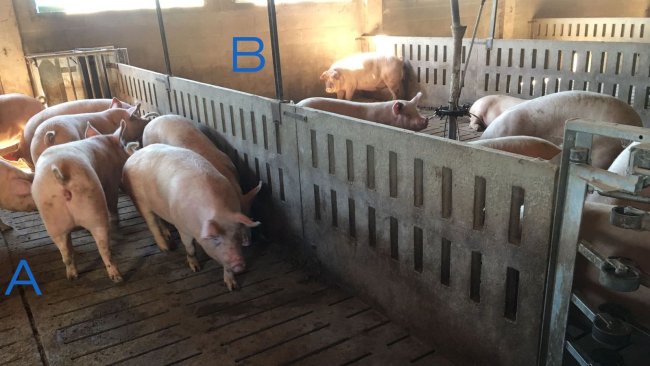 Photo 2. Pen for training the gilts to enter and exit the feeding station. Side A only has drinkers, and the feeding troughs are in area B. To encourage the sows to go from one side to the other, the feed is placed in one side (B), and in side A there is only water.