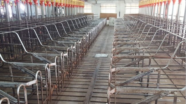 We must allow for a little extra space that allows for the routine cleaning operations of the area where we will house the weaned or mated sows.