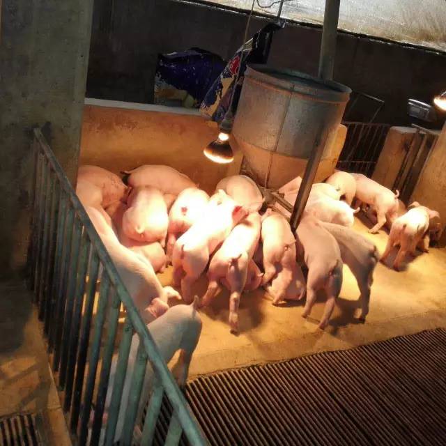 Pig333wechat 1