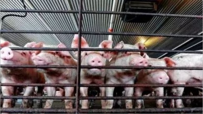 Pig333wechat 1