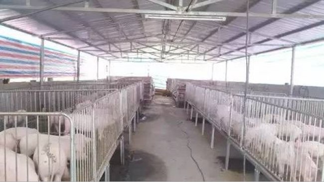 Pig333wechat