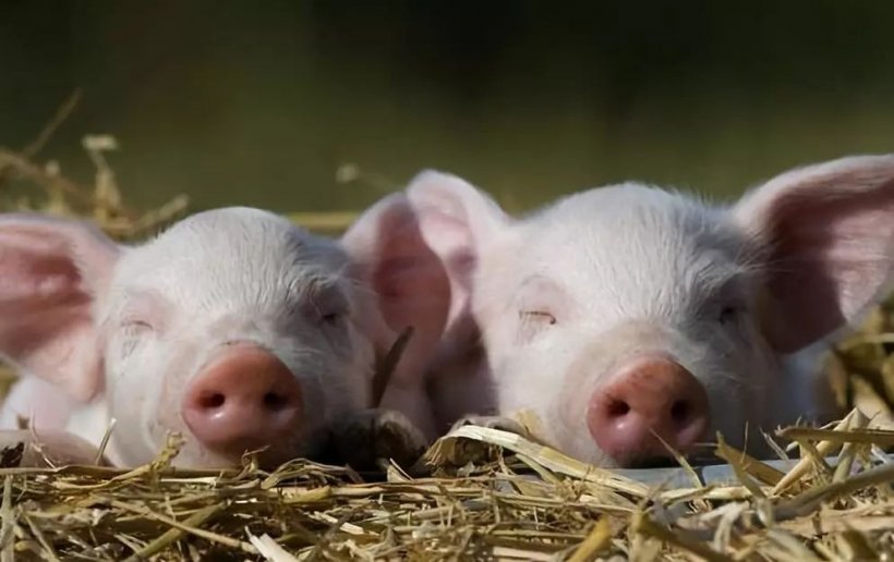 Pig333wechat 2