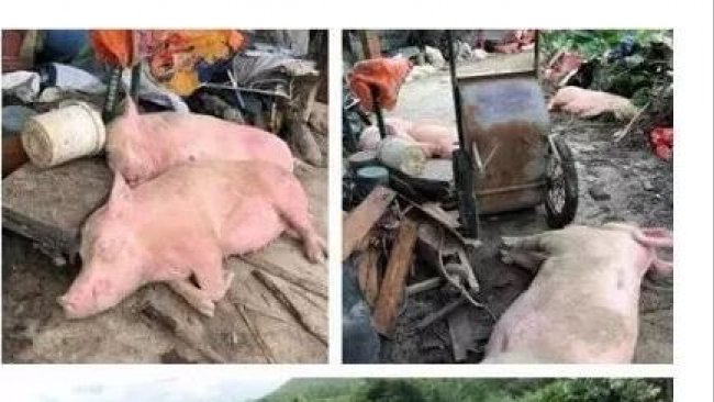Pig333wechat