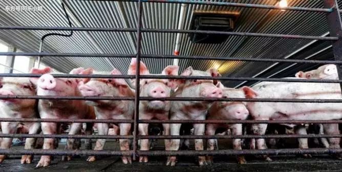 Pig333wechat