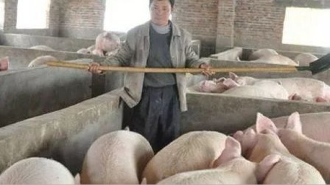 Pig333wechat