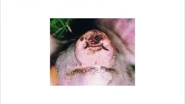 Pig333wechat