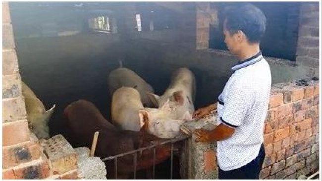 Pig333wechat 2