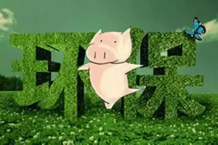 Pig333wechat 1