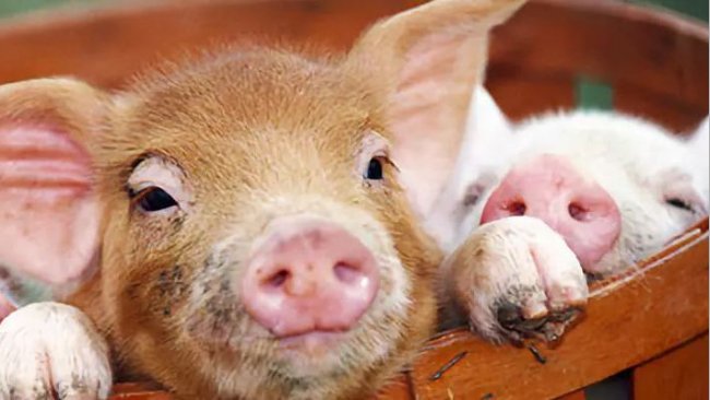 Pig333wechat
