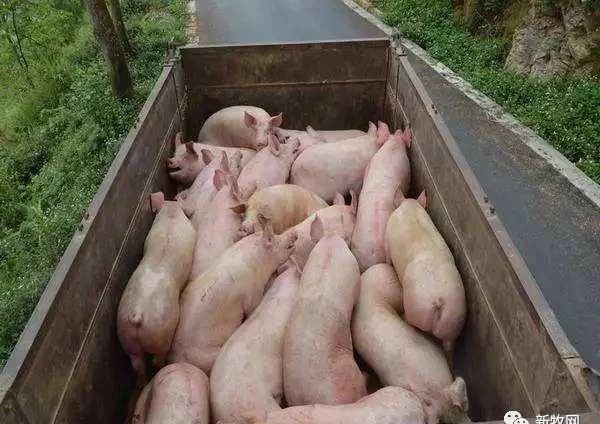 Pig333wechat 2