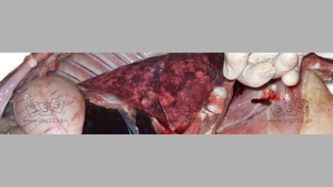 间质性肺炎多表现出的肺部增大,斑片状肺,肺部呈橡胶状