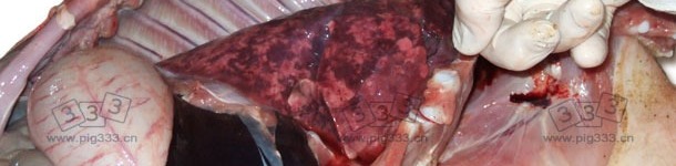 间质性肺炎多表现出的肺部增大，斑片状肺，肺部呈橡胶状