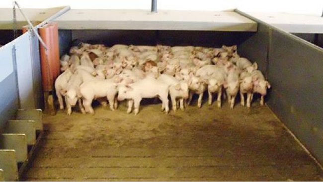 照片1.部分漏粪板的实心地板现在在许多猪场非常普遍。在一些国家，它们是强制性的。在这种地板上，仔猪可以根据温度和气流选择其休息区域。
