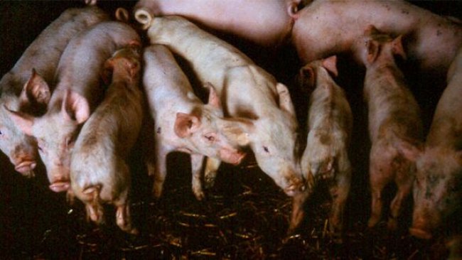 Weaned pigs with diarrhoea, showing varying degrees of weight loss and dehydration