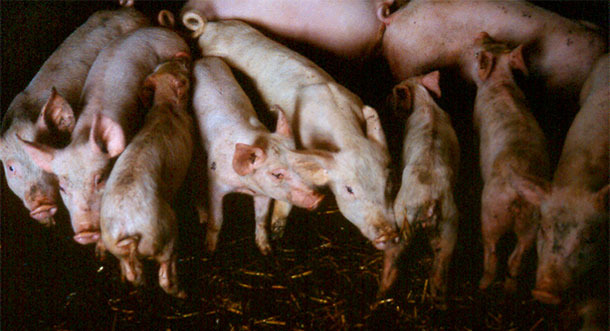 Weaned pigs with diarrhoea, showing varying degrees of weight loss and dehydration