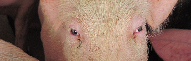 Soft gelatinous swelling of the skin over the eyelids is a prominent feature in many sick pigs, so they look like “drunk, squeaky puppies”