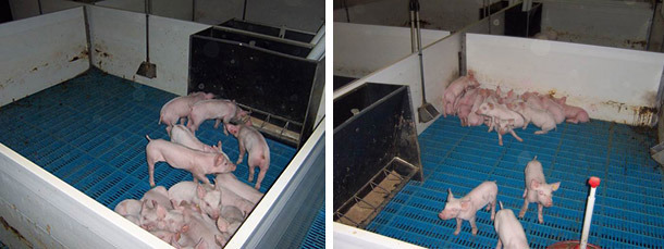 放置额外的教槽料饲喂器迫使仔猪移动到不太舒适的区域进行休息。
