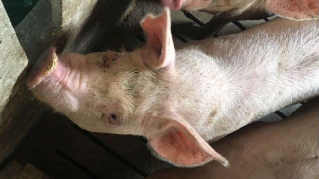 只催肥中的猪只出现鼻部水平偏斜。在现场拍摄的相片 (HIPRA)。

