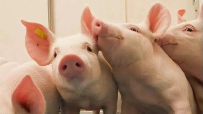Pig333wechat