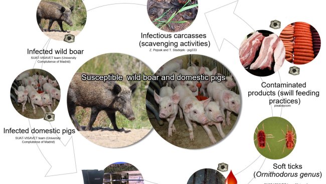 Figure 1. Routes of transmission for African swine fever virus including direct and indirect contact with infectious animals, their products, excretions/secretions and/or blood, carcasses, different contaminated fomites, and biological vectors (own elaboration).