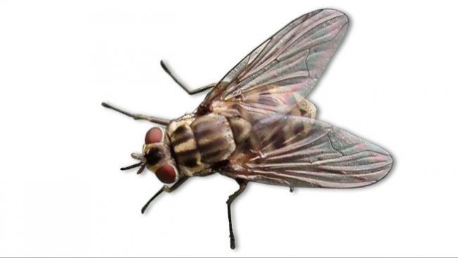 Stable fly (<em>Stomoxys calcitrans</em>)
