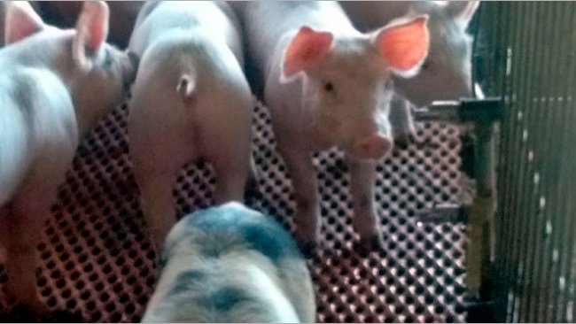 Picture 1. Nipple drinker- incorrect angle. Nipple drinkers should allow the piglet to drink raising its head slightly. Courtesy from: Beltr&aacute;n-Rosas.
