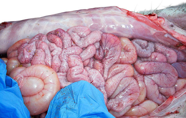 Distended small intestine with fluids, gases and vascular congestion.