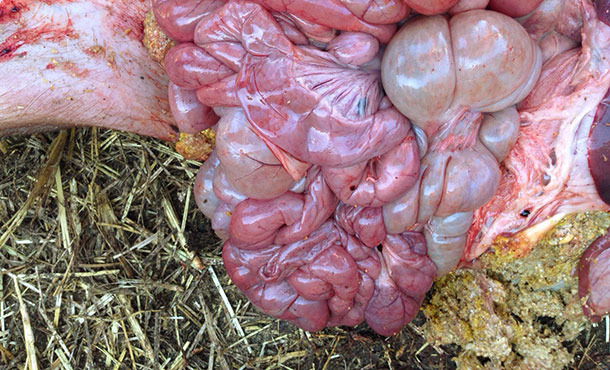 Haemorrhagic small intestine with normal full stomach.